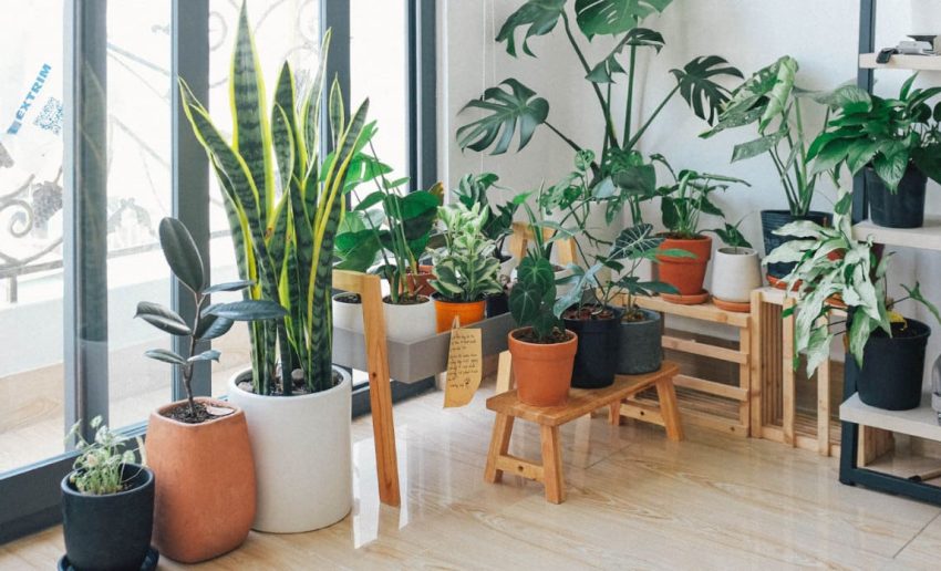 melhores_plantas